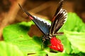 Parides Arcas Butterfly Close Up Royalty Free Stock Photo