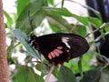 Parides Iphidamas butterfly inside the Dubai Butterfly Garden