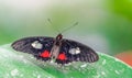 Parides iphidamas, the Iphidamas cattleheart butterfly Royalty Free Stock Photo