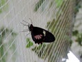 Parides Iphidamas butterfly inside the Dubai Butterfly Garden