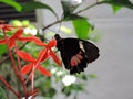 Parides Iphidamas butterfly feeding on nectar from flower inside the Dubai Butterfly Garden