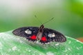 Parides iphidamas, the Iphidamas cattleheart butterfly Royalty Free Stock Photo