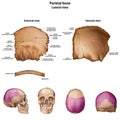 Parietal bone. With the name and description of all sites.