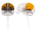 Parietal Brain Anatomy - 3d illustration
