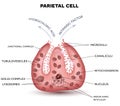 Parietal cell close up Royalty Free Stock Photo