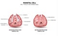 Parietal cell function