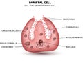 Parietal cell secreting Royalty Free Stock Photo