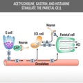 Parietal cell stimulation chart, vector medical illustration