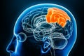 Parietal lobe of the cerebral cortex profile view close-up 3D rendering illustration. Human brain anatomy, neurology, neuroscience