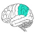 Parietal lobe of human brain anatomy side view flat Royalty Free Stock Photo