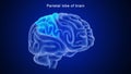 Parietal lobe of human brain Royalty Free Stock Photo