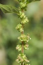 Parietaria judaica, Allergens Plants