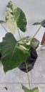 The parigata kind of caladium leafs