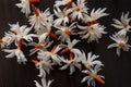 Parijat Night Jasmine flower laying on wooden background