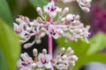 Parijoto flower Medinilla speciosa in shallow focus