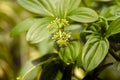 Parijoto flower (Medinilla speciosa) in shallow focus