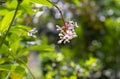 Parijoto flower Medinilla speciosa in shallow focus