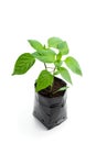 Parika plant in black plastic bag isolated on white Royalty Free Stock Photo