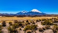 Parinacota and Pomerape Volcanoes Royalty Free Stock Photo