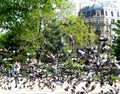 When in Paris...a pigeon of birds