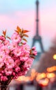 Paris cherry blossoms at sunset Royalty Free Stock Photo