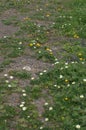 Paris daisies Argyranthemum frutescens white flowers and Tanger reichardie Reichardia tingitana yellow flowers. Royalty Free Stock Photo