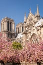 Paris, Notre Dame cathedral with blossomed tree in France Royalty Free Stock Photo