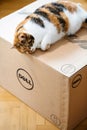 Funny cat sleeping on DELL computer box