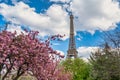 Paris France Eiffel Tower with spring cherry blossom flower Royalty Free Stock Photo