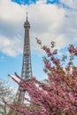 Paris France at Eiffel Tower with spring cherry blossom flower Royalty Free Stock Photo