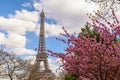 Paris France at Eiffel Tower with spring cherry blossom