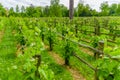 Paris, France - June 1, 2015: The Queens Hamlet, Versailles, beautiful gardens with green vegetation, rivers and lakes Royalty Free Stock Photo