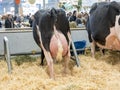 Holstein race cows sleeping at the international agriculture meeting at Paris