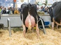 Holstein race cows sleeping at the international agriculture meeting at Paris Royalty Free Stock Photo