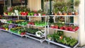 Colorful bouquets of flowers in street flower shop market, Paris Royalty Free Stock Photo