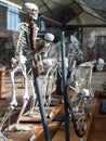 Ancient human skeleton National Museum of Natural History, Paris, France