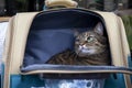 PARIS, FRANCE - OCTOBER 18, 2022: backpack for carrying a cat with a porthole. Traveling with animals