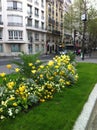 Paris neighborhood flowers