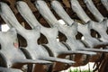 Backbone skeleton of marine mammals in the Gallery of Paleontology and Comparative Anatomy at Paris.