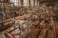 Skeletons of animals in the huge hall in Gallery of Paleontology and Comparative Anatomy at Paris.