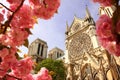 Paris, Notre Dame cathedral with blossomed tree Royalty Free Stock Photo