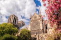 Paris, Notre Dame cathedral with blossomed tree in France