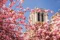 Paris, Notre Dame cathedral with blossomed tree in France Royalty Free Stock Photo