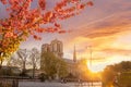 Paris, Notre Dame cathedral with blossomed treeagainst colorful sunrise in France Royalty Free Stock Photo