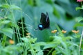 Paris Peacock Butterfly