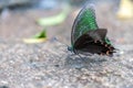 Paris Peacock Papilio paris Butterfly Royalty Free Stock Photo