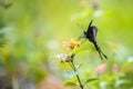 Paris Peacock Papilio paris Butterfly Royalty Free Stock Photo