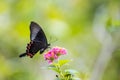 Paris Peacock Papilio paris Butterfly Royalty Free Stock Photo