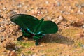 Paris Peacock, swallowtail butterfly in green at Khao Yai, Nakhon Ratchasima, Korat, Thailand