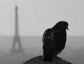 Paris Pigeon, Eiffel Tower Royalty Free Stock Photo